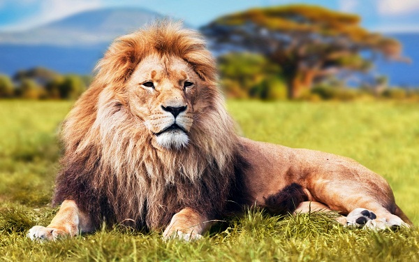 Nằm mơ thấy sư tử nên đánh con gì?